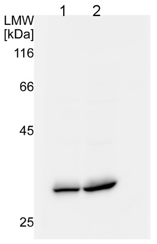 Western blot using anti-plant UCP antibodies